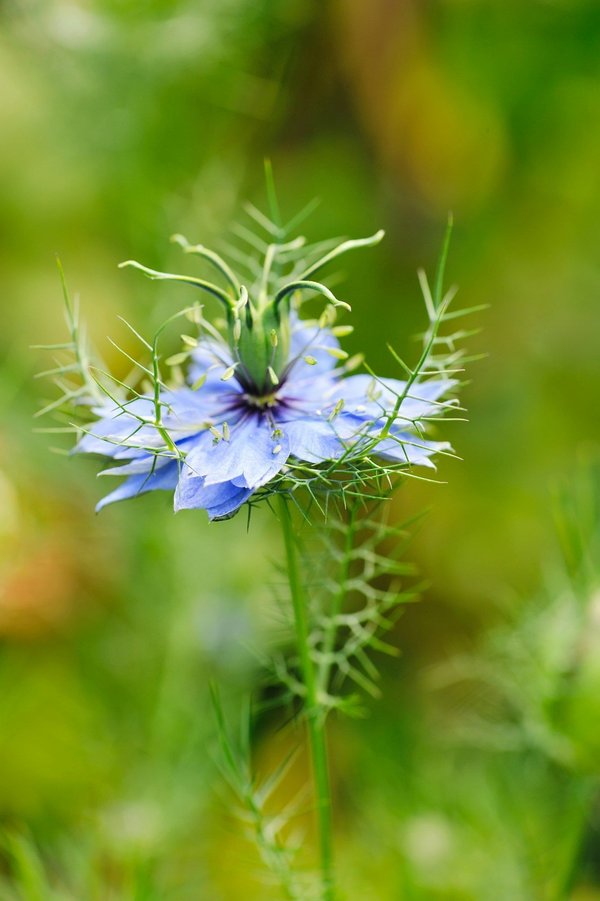 Nigelle et thymoquinone : un duo naturel pour votre bien-être